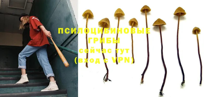 Галлюциногенные грибы GOLDEN TEACHER  где купить наркоту  Николаевск 